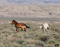 Wild Horses / mustangs, stallion chasing mare with foal, Adobe Town Herd Area, southwestern Wyoming, USA, May 2009