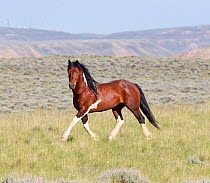 Wild horse / mustang trotting across landscape, McCullough Peaks Herd Area, northern Wyoming, USA, June