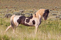 Wild horse / mustang, pinto stallion posturing, McCullough Peaks Herd Area, northern Wyoming, USA, June
