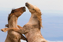 Wild Horses / mustangs, two stallions rearing up fighting, Pryor Mountains, Montana, USA, June