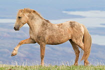 Wild Horse / mustang, stallion posturing, stamping, Pryor Mountains, Montana, USA, June