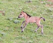 Wild Horse / mustang, young foal running, Pryor Mountains, Montana, USA, June