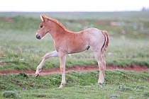 Wild Horse / mustang, young foal pawing, Pryor Mountains, Montana, USA, June