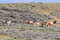 Wild Horses / mustangs, herd with stallion following mares and foals, McCullough Peaks Herd Area, northern Wyoming, USA, June