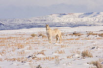 Wild Horse / Mustang in winter landscape, Adobe Town Herd Area, southwestern Wyoming, USA, January 2005