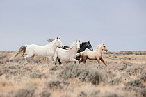 Wild Horses / Mustangs, herd running, Adobe Town Herd Area, southwestern Wyoming, USA, October