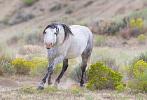 Wild Horse / Mustang, grey stallion showing aggression, ears back, Adobe Town Herd Area, southwestern Wyoming, USA, August