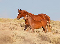 Wild Horses / mustangs, mare and foal, Adobe Town Herd Area, southwestern Wyoming, USA, July