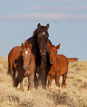 Wild Horses / mustangs, mare with two foals of different age, Adobe Town Herd Area, southwestern Wyoming, USA, July