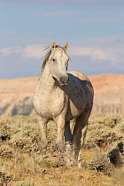 Wild Horse / mustang, grey in landscape, Adobe Town Herd Area, southwestern Wyoming, USA, July