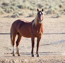 Wild Horse / mustang, palamino stallion, Adobe Town Herd Area, southwestern Wyoming, USA, July