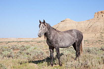 Wild Horse / mustang, grey stallion in landscape, Adobe Town Herd Area, southwestern Wyoming, USA, July