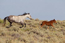 Wild Horses / mustangs, mare and foal running, Adobe Town Herd Area, southwestern Wyoming, USA, July
