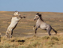 Wild Horses / mustangs, two stallions fighting, rearing up, Adobe Town Herd Area, southwestern Wyoming, USA, July
