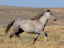 Wild Horse / mustang, grey stallion trotting, Adobe Town Herd Area, southwestern Wyoming, USA, July