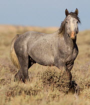 Wild Horse / mustang, grey stallion, Adobe Town Herd Area, southwestern Wyoming, USA, July