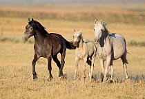 Wild Horses / mustangs, group with foal, Adobe Town Herd Area, southwestern Wyoming, USA, July