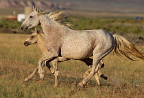 Wild Horses / mustangs, mare running with foal, Adobe Town Herd Area, southwestern Wyoming, USA, July