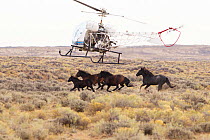 Helicopter herding a group of wild horses / mustangs, Adobe Town Herd Area, southwestern Wyoming, USA, May 2010