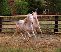 Two young male cremello Wild horses / mustangs Claro and Cremosso that had been rounded up from a McCullough Peak herd and put up for adoption, running in paddock, Colorado, USA, July 2010