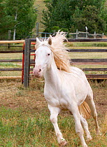 Young male cremello Wild horse / mustang Claro that had been rounded up from a McCullough Peak herd and put up for adoption, running in paddock, Colorado, USA, August 2010