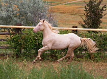 Young male cremello Wild horse / mustang Cremosso that had been rounded up from a McCullough Peak herd and put up for adoption, running in paddock, Colorado, USA, August 2010