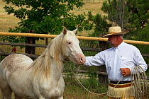 Young male cremello Wild horse / mustang Cremosso that had been rounded up from a McCullough Peak herd and put up for adoption, trainer Rich Scott teaching it to be led in paddock, August 2010, model...