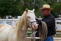 Young male cremello Wild horse / mustang Claro that had been rounded up from a McCullough Peak herd and put up for adoption, trainer Rich Scott teaching it to be handled in paddock, July 2010, model r...