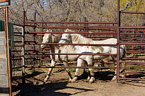 Two young male cremello Wild horses / mustangs Claro and Cremosso that had been rounded up from a McCullough Peak herd and put up for adoption, waiting to be transported to new home, April 2010