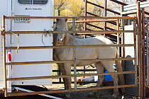 Young male cremello Wild horse / mustang Cremosso that had been rounded up from a McCullough Peak herd and put up for adoption, being transported to new home, April 2010