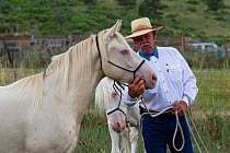 Two young male cremello Wild horses / mustangs Claro and Cremosso that had been rounded up from a McCullough Peak herd and put up for adoption, with trainer Rich Scott, learning to be handled, July 20...