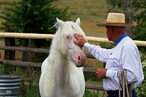 Young male cremello Wild horse / mustang Claro that had been rounded up from a McCullough Peak herd and put up for adoption, with trainer Rich Scott, learning to be handled, July 2010, model released