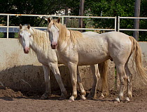 Two young male cremello Wild horses / mustangs Claro and Cremosso that had been rounded up from a McCullough Peak herd and put up for adoption, in yard, June 2010