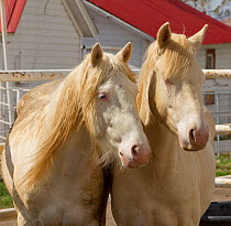 Two young male cremello Wild horses / mustangs Claro and Cremosso that had been rounded up from a McCullough Peak herd and put up for adoption, in yard, May 2010