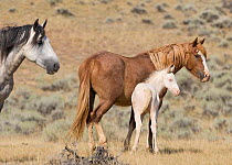 Mustangs / wild horses, cremello colt Claro with mare, McCullough Peaks herd, Wyoming, USA, August 2007