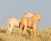 Mustangs / wild horses, two cremello colts Claro and Cremosso interacting, mutual grooming, McCullough Peaks herd, Wyoming, USA, August 2007