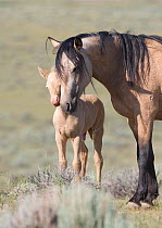 Mustangs / wild horses, cremello colt Cremosso with mare, McCullough Peaks herd, Wyoming, USA, June 2007