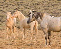 Mustangs / wild horses, two cremello colts interacting, mutual grooming, two years, McCullough Peaks herd, Wyoming, USA, August 2009