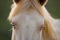 Mustang / wild horse, cremello colt Cremosso, portrait, two years, McCullough Peaks herd, Wyoming, USA, June 2009