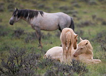 Mustangs / wild horses, cremello colt Cremosso and foal interacting, McCullough Peaks herd, Wyoming, USA, June 2009