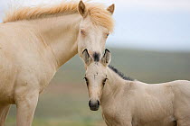 Mustangs / wild horses, two year cremello colt Cremosso and young foal, McCullough Peaks herd, Wyoming, USA, June 2009