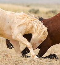 Mustangs / wild horses, cremello Cremosso and brown colt interacting, showing aggression, McCullough Peaks herd, Wyoming, USA, July 2009