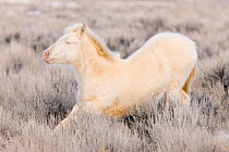 Mustang / wild horse, cremello colt Cremosso stretching, thick winter coat, McCullough Peaks herd, Wyoming, USA, February 2008