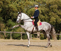 Spanish / Andalusian stallion performing Alta Escuela moves, Andalucia, Spain, model released
