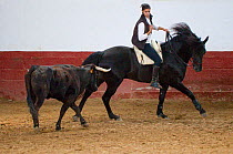 Spanish / Andalusian horse performing Alta Escuela moves, working with a bull, Andalucia, Spain, model released
