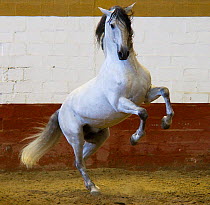 Spanish / Andalusian stallion performing Alta Escuela moves, rearing up, Andalucia, Spain