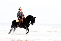 Spanish / Andalusian horse performing Alta Escuela moves, walking through waves on beach, Andalucia, Spain, model released