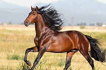 Andalusian / Spanish horse running, Mira vista ranch, Longmont, Colorado,  USA