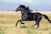 Andalusian / Spanish horse running, Mira vista ranch, Longmont, Colorado,  USA