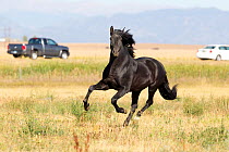 Andalusian / Spanish horse running, with vehicles in background, Mira vista ranch, Longmont, Colorado,  USA September 2010